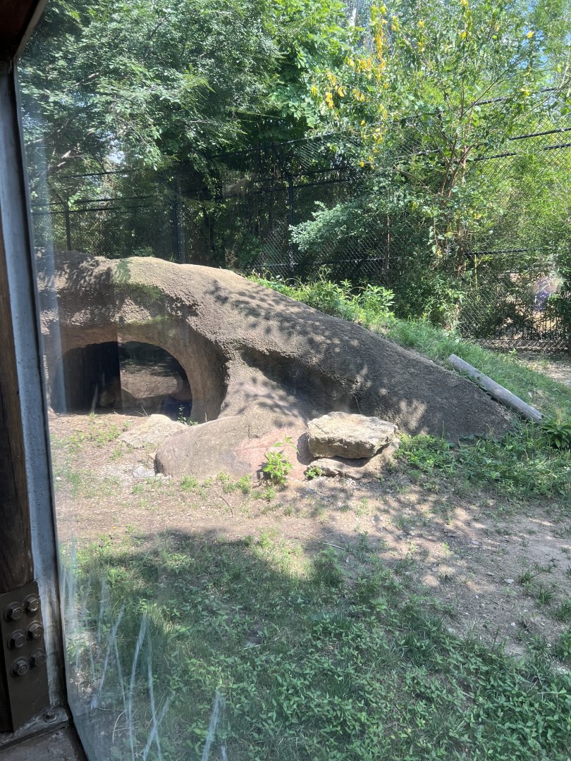 Giant Anteater Exhibit