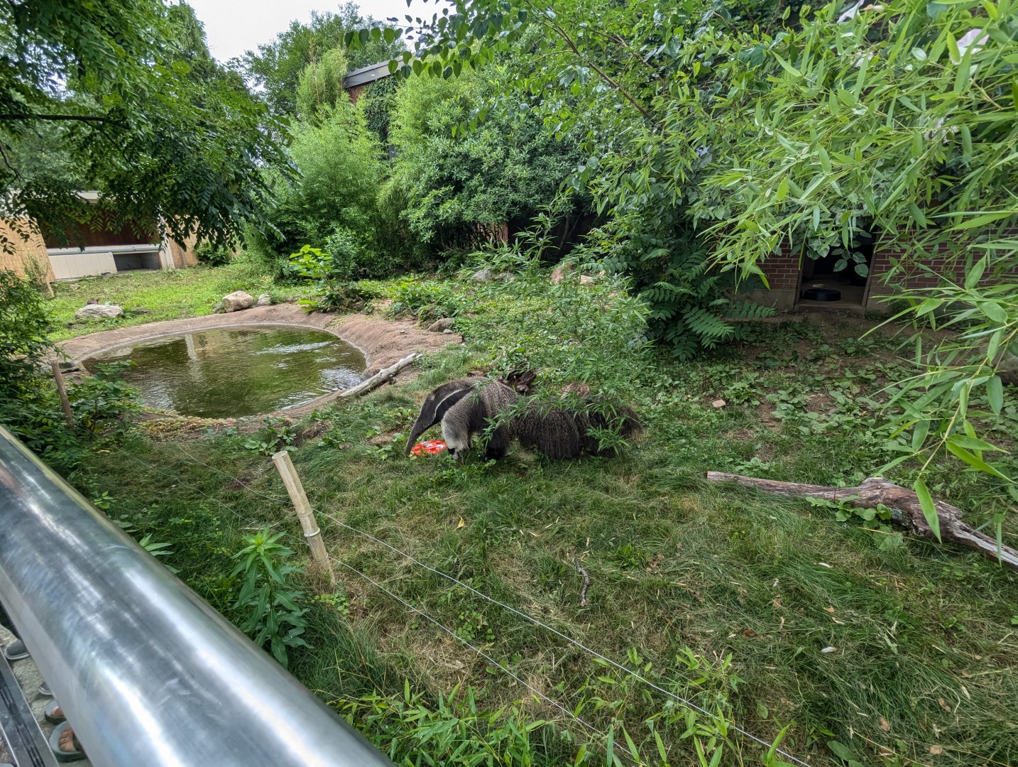 Giant Anteater Exhibit