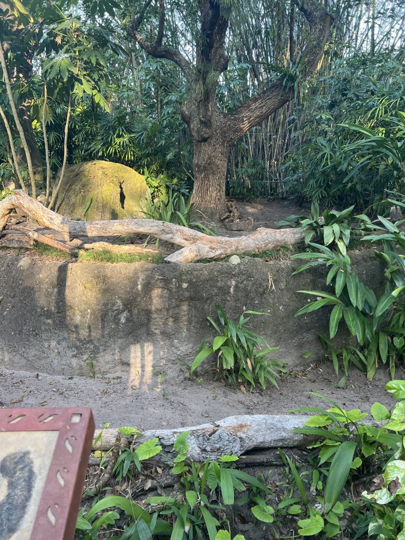 Giant Anteater Exhibit