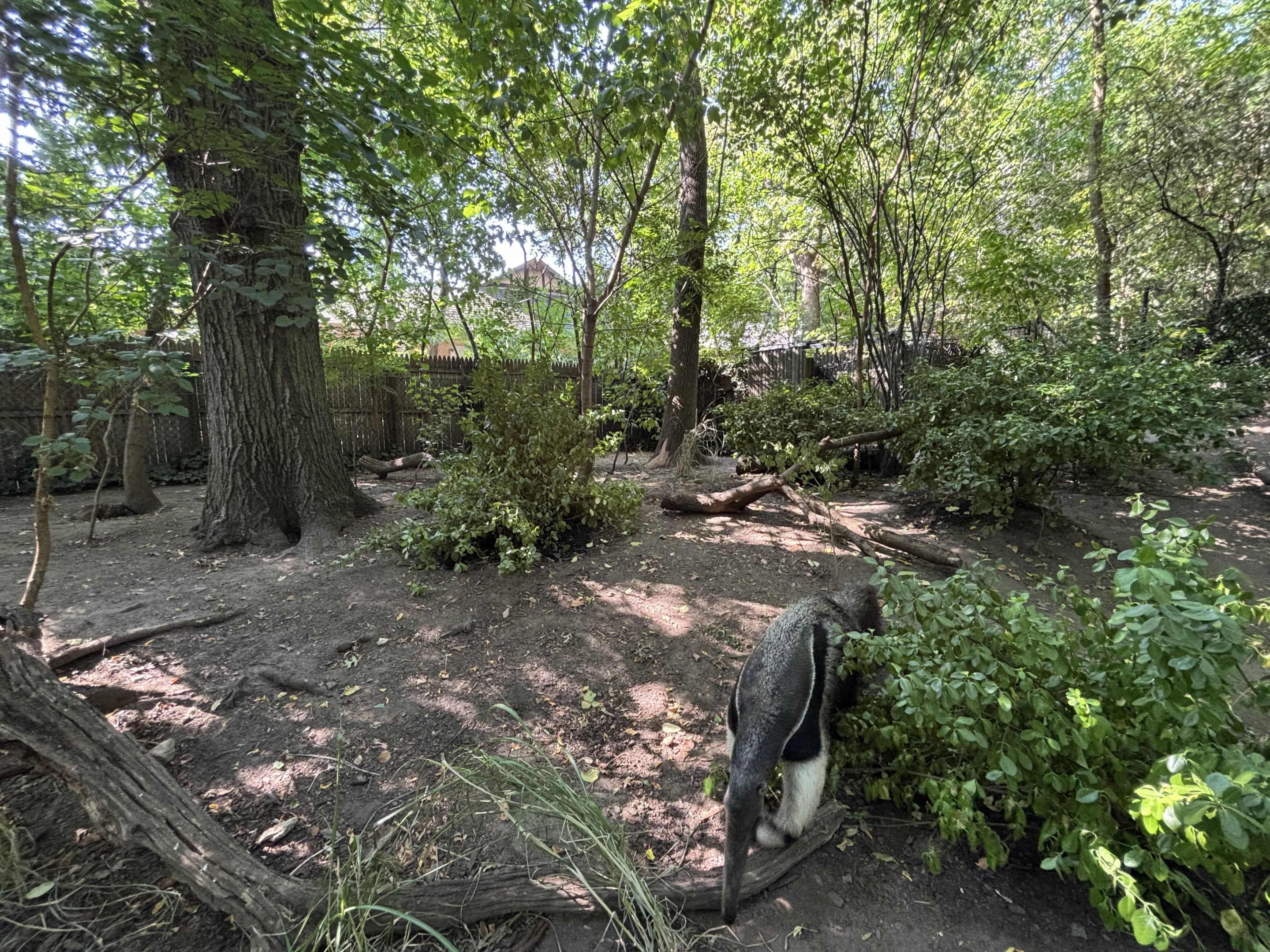 Giant Anteater Exhibit