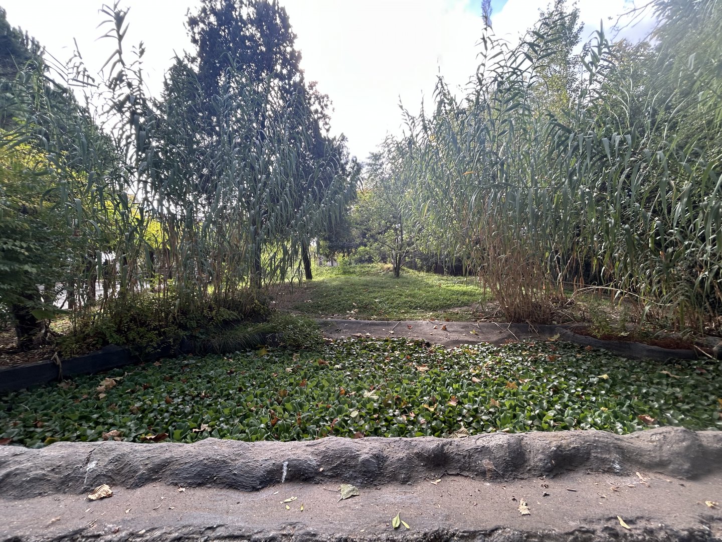 Giant Anteater Exhibit