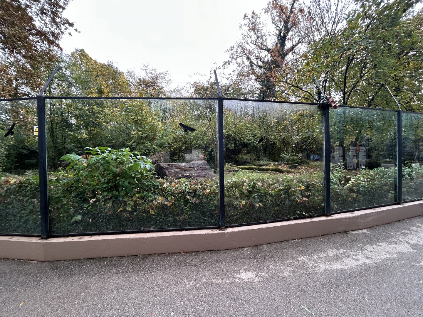 Giant Anteater Exhibit