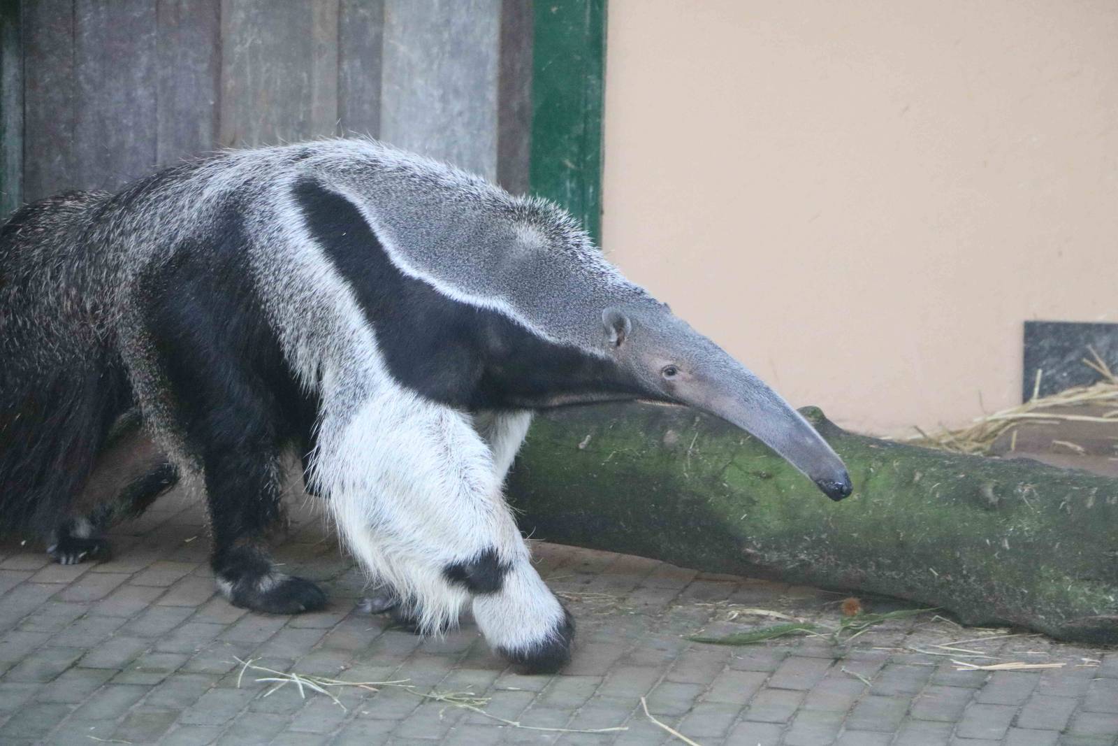 Giant anteater, February 2016