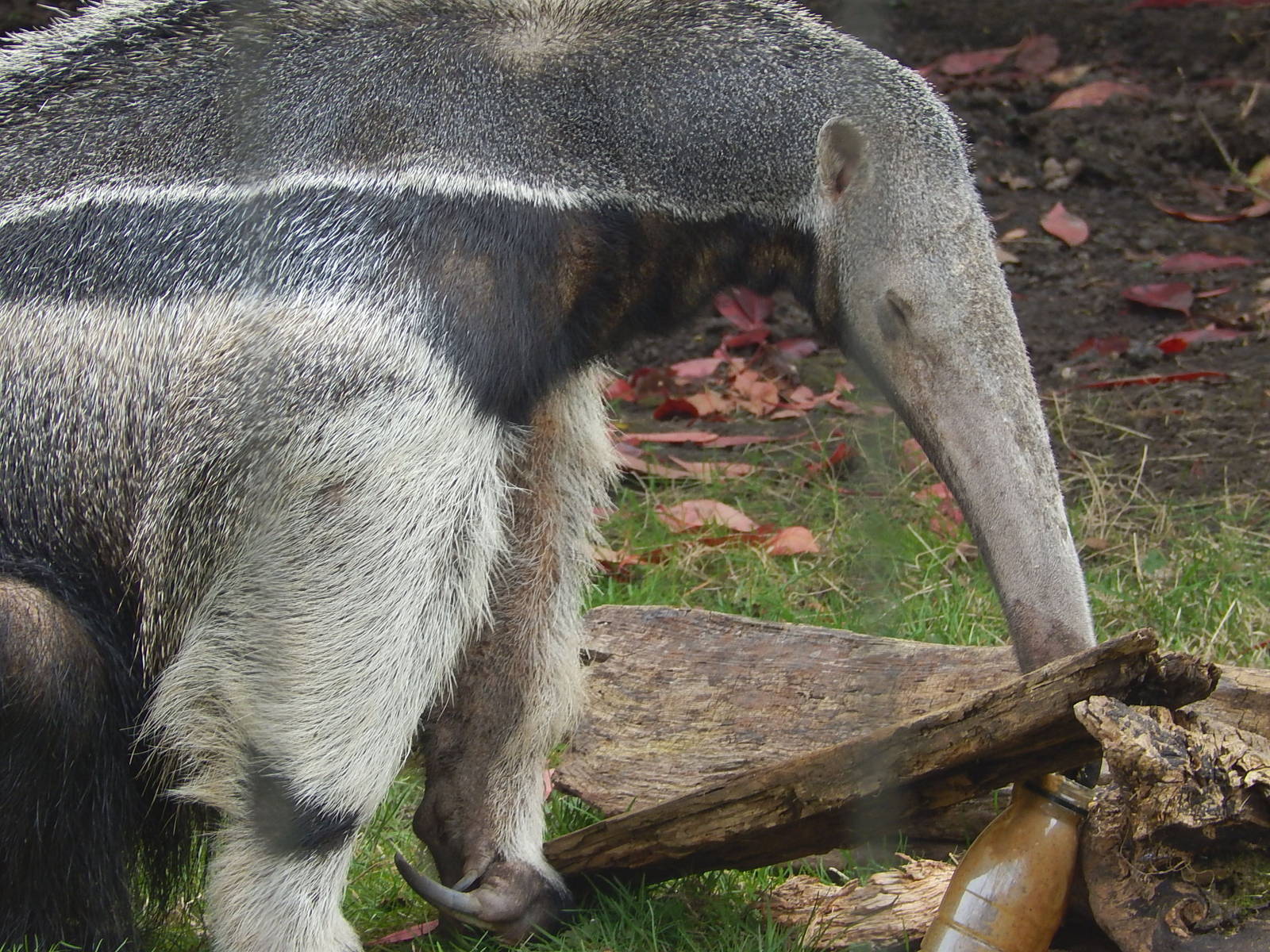 Giant Anteater feeding