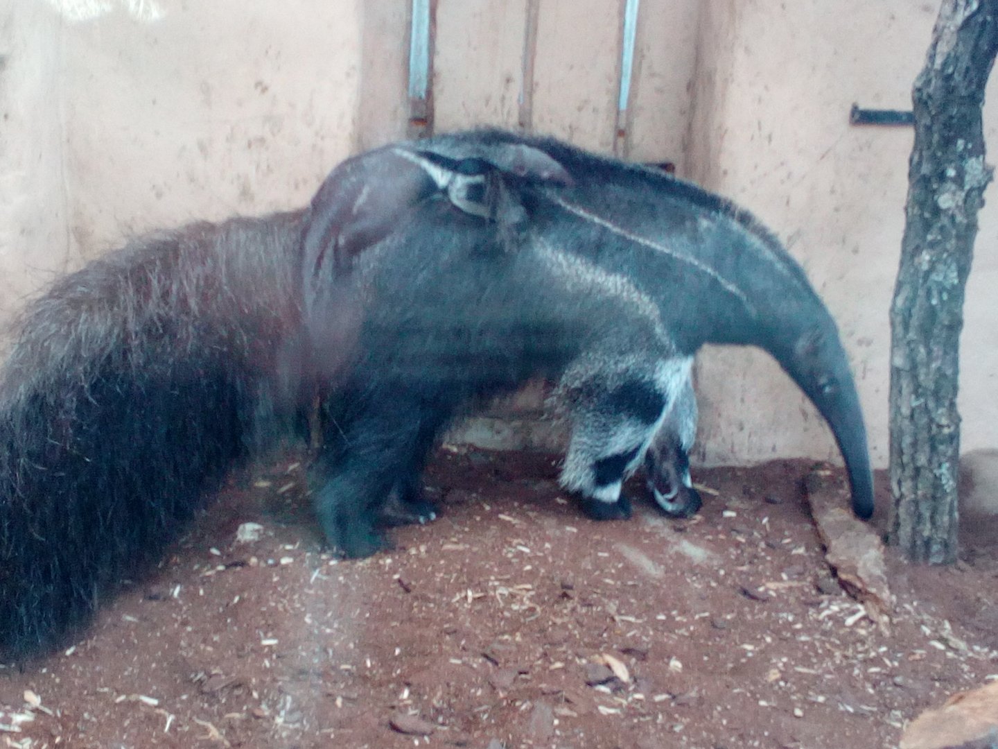 Giant anteater female and her young I.-9/25