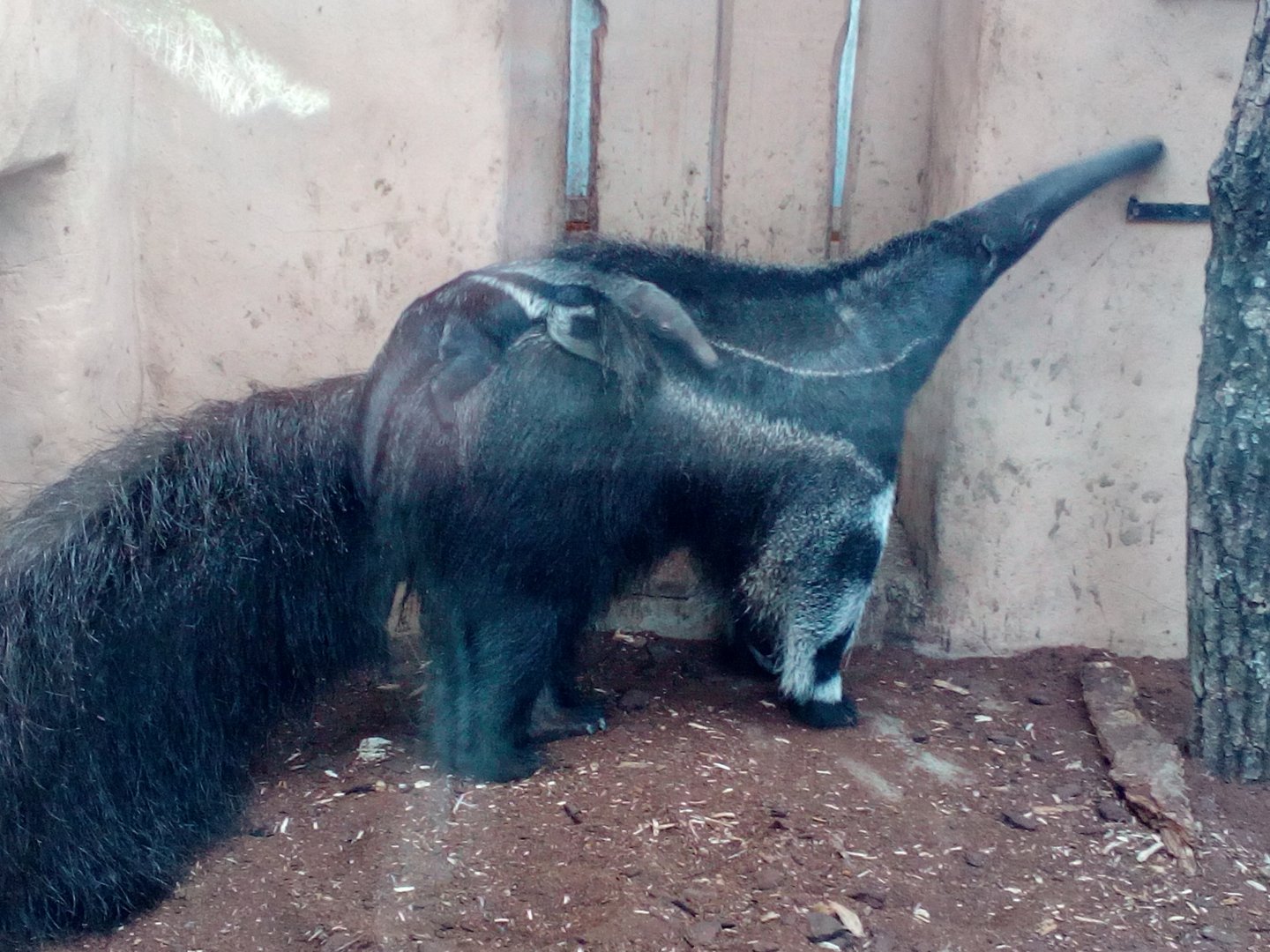 Giant anteater female and her young II.-9/25