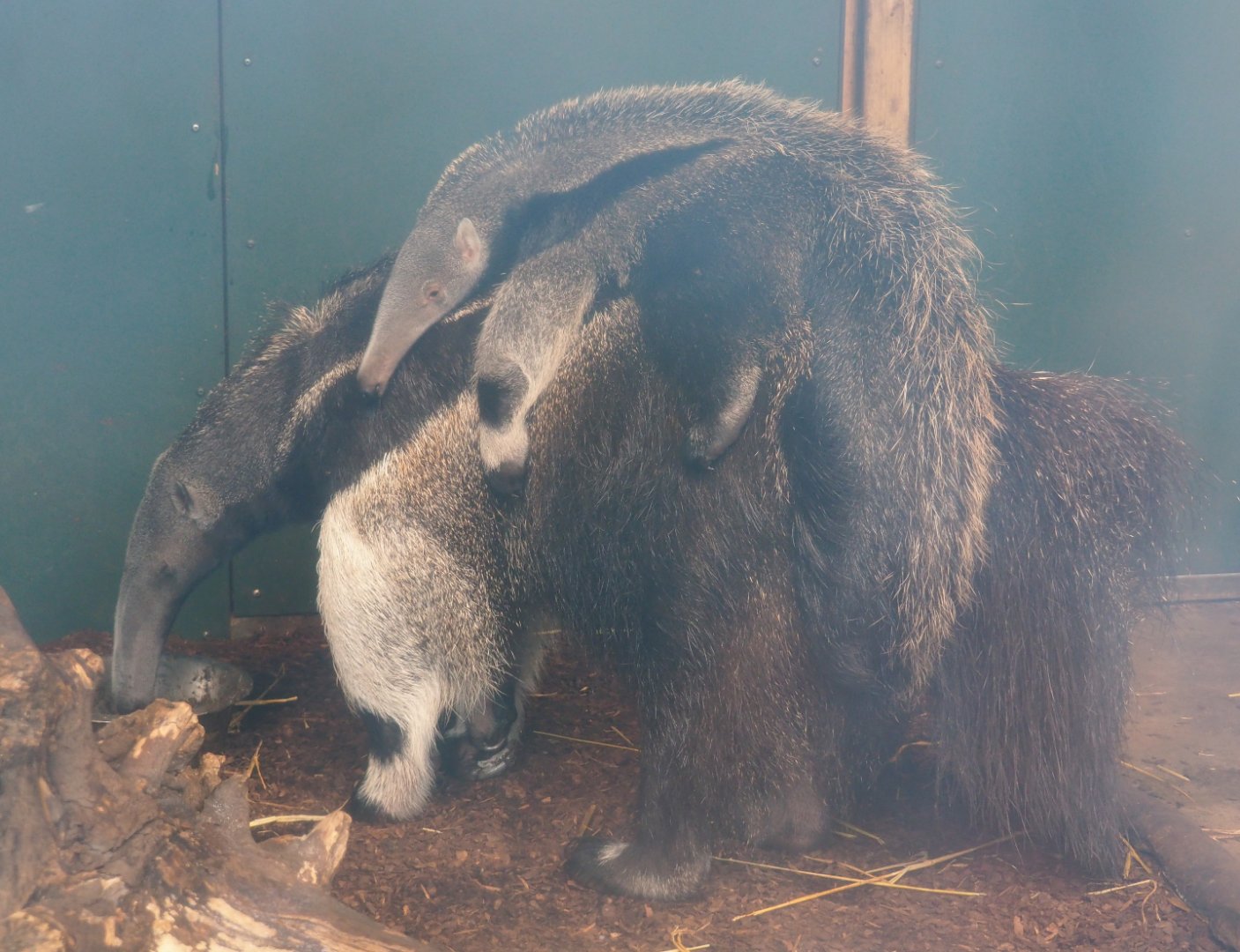 Giant anteater female with pup (Myrmecophaga tridactyla), 2019-08-11