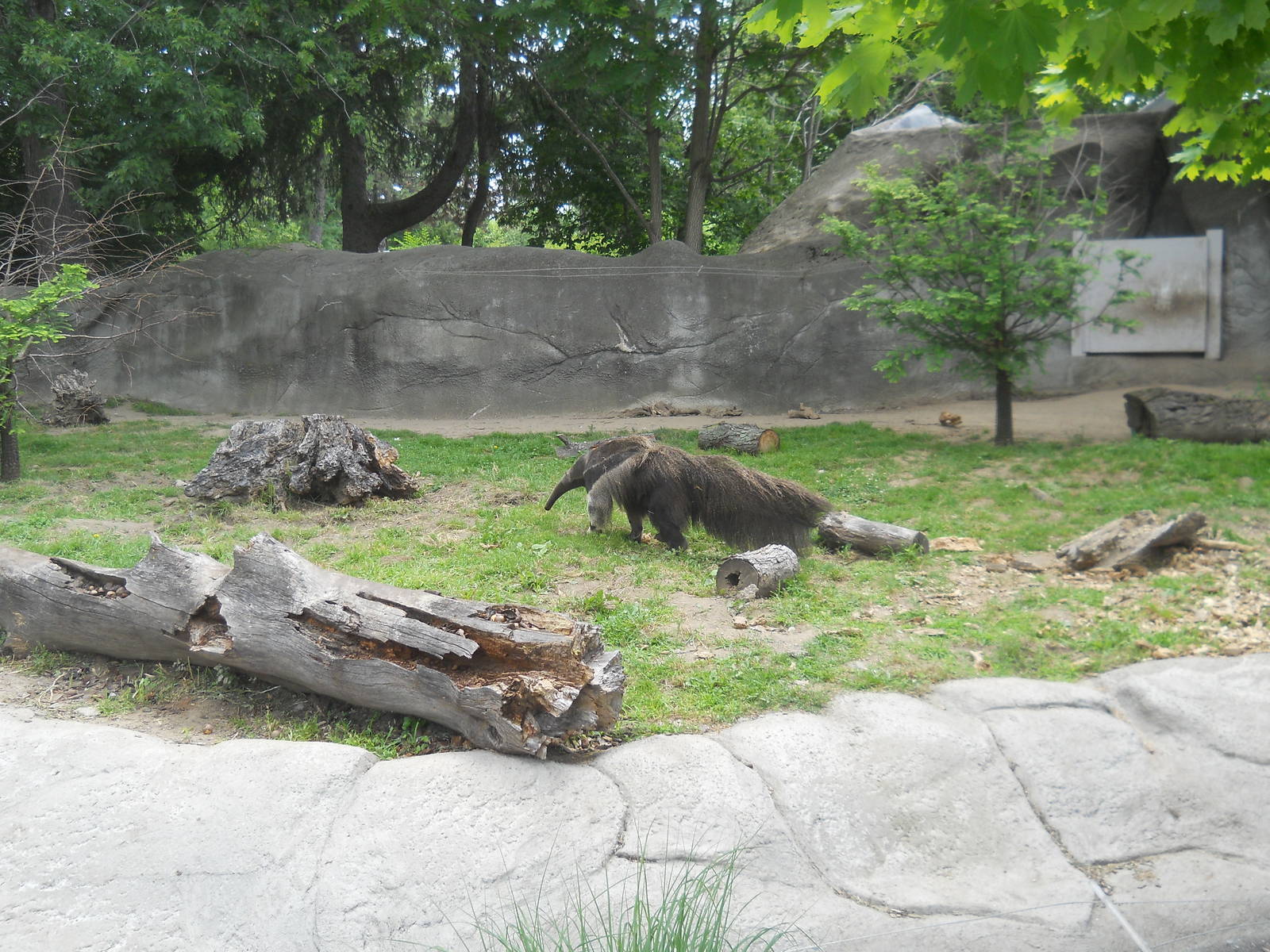 Giant anteater foraging