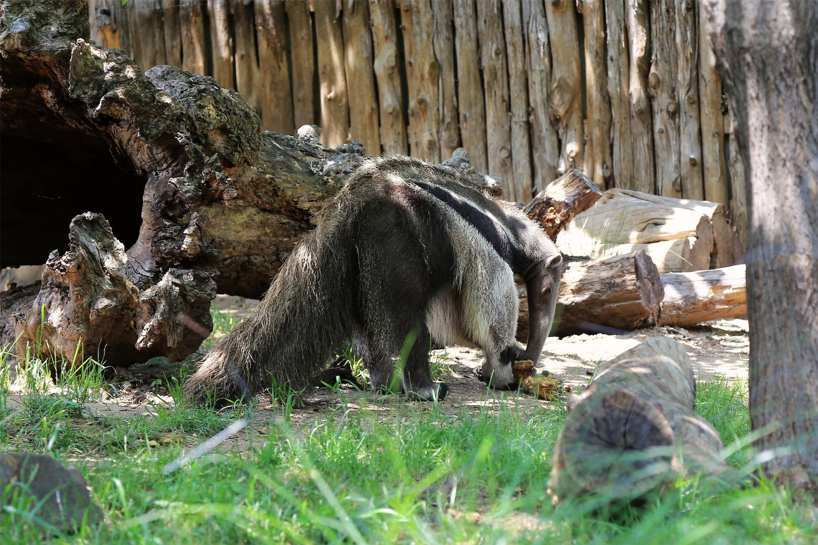 Giant Anteater Foraging