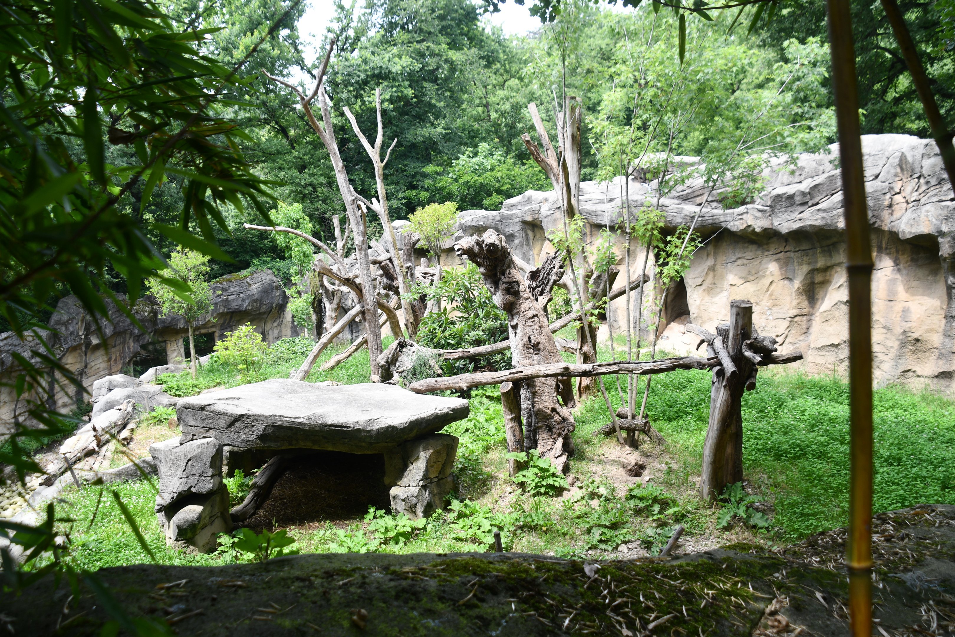 Giant Anteater (formerly Andean Bear) exhibit - no show