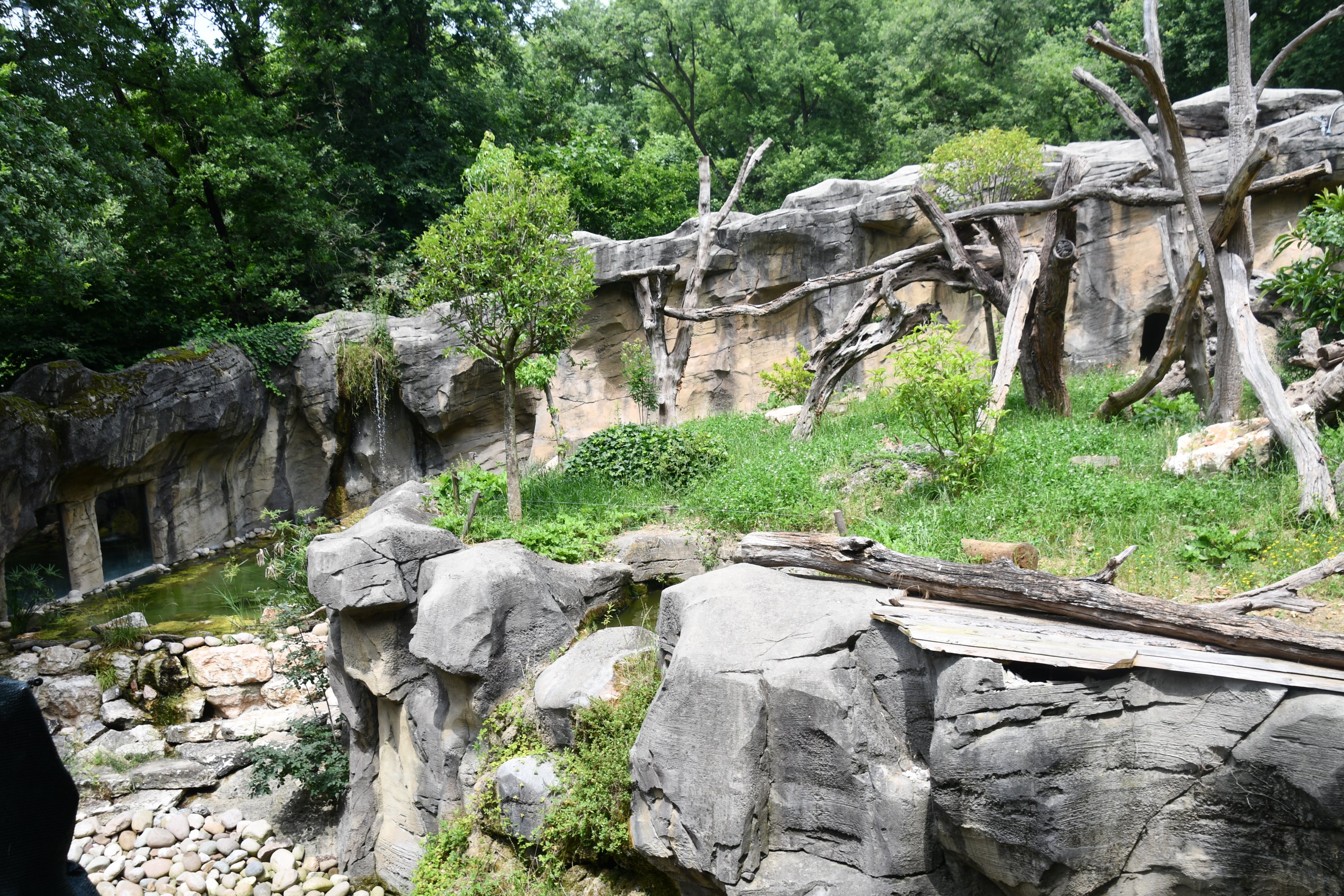 Giant Anteater (formerly Andean Bear) exhibit - no show