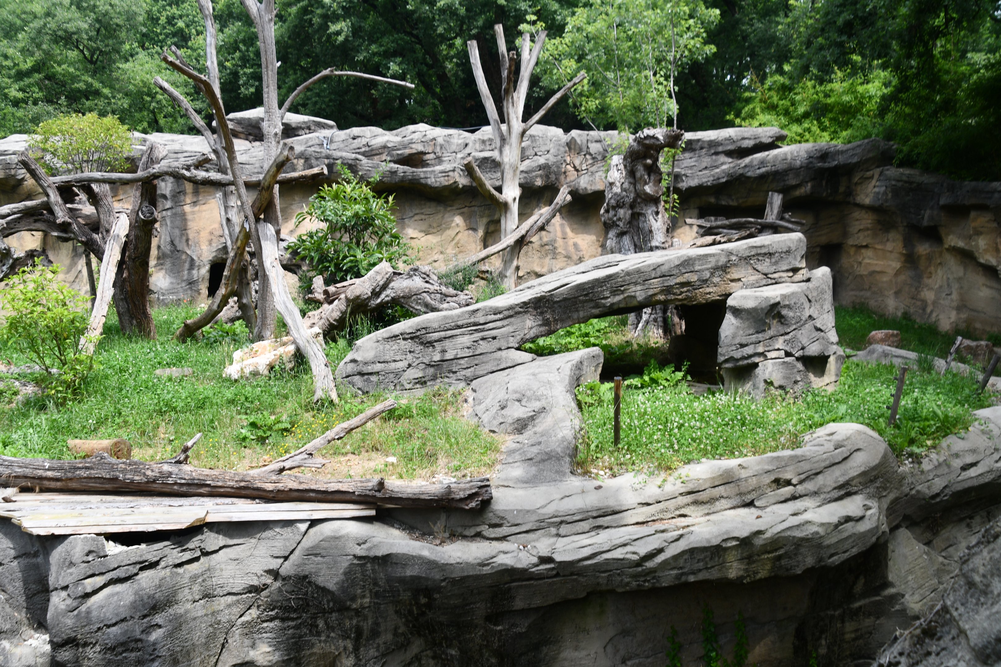 Giant Anteater (formerly Andean Bear) exhibit - no show
