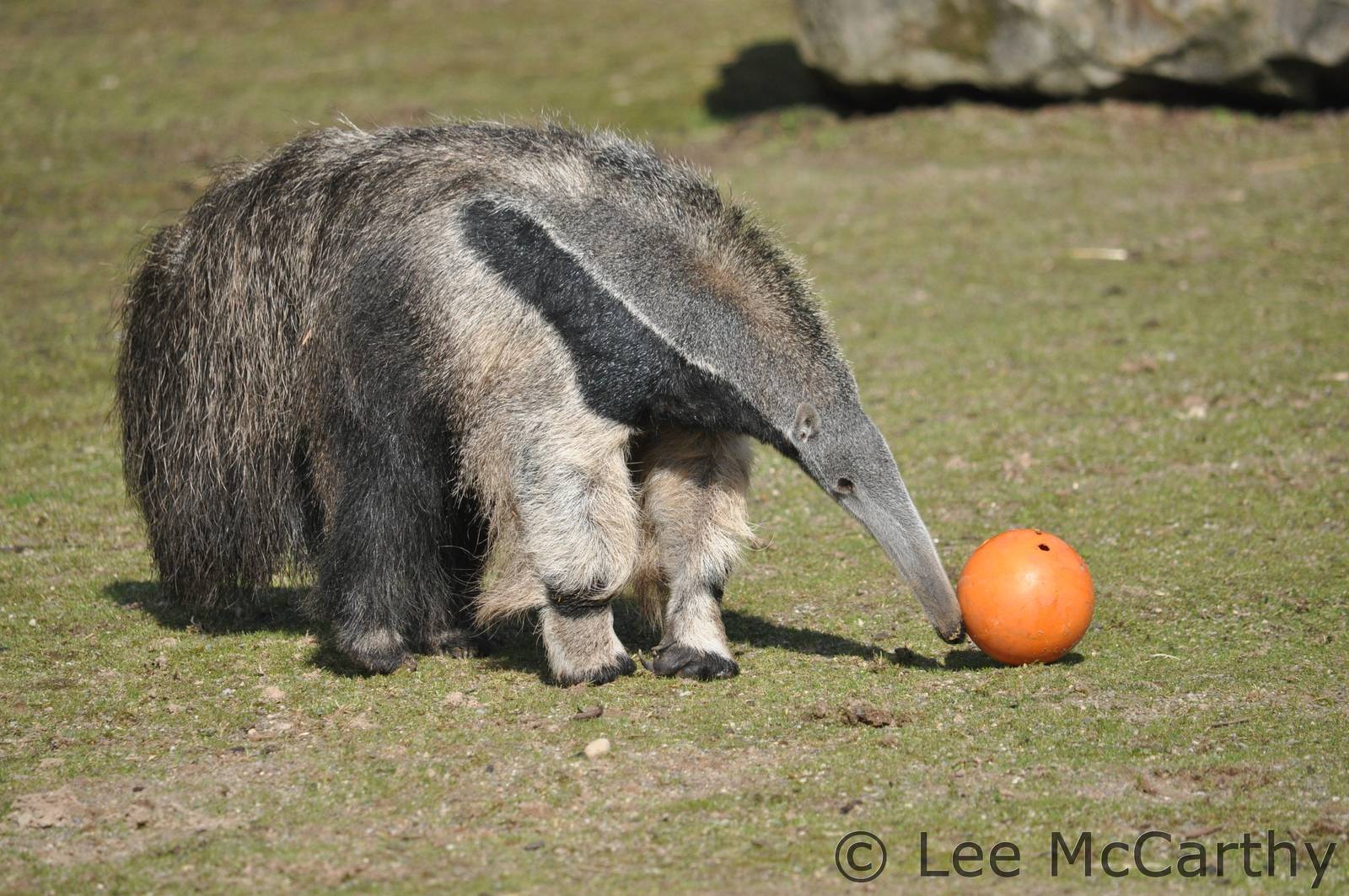Giant Anteater getting into the football spirit