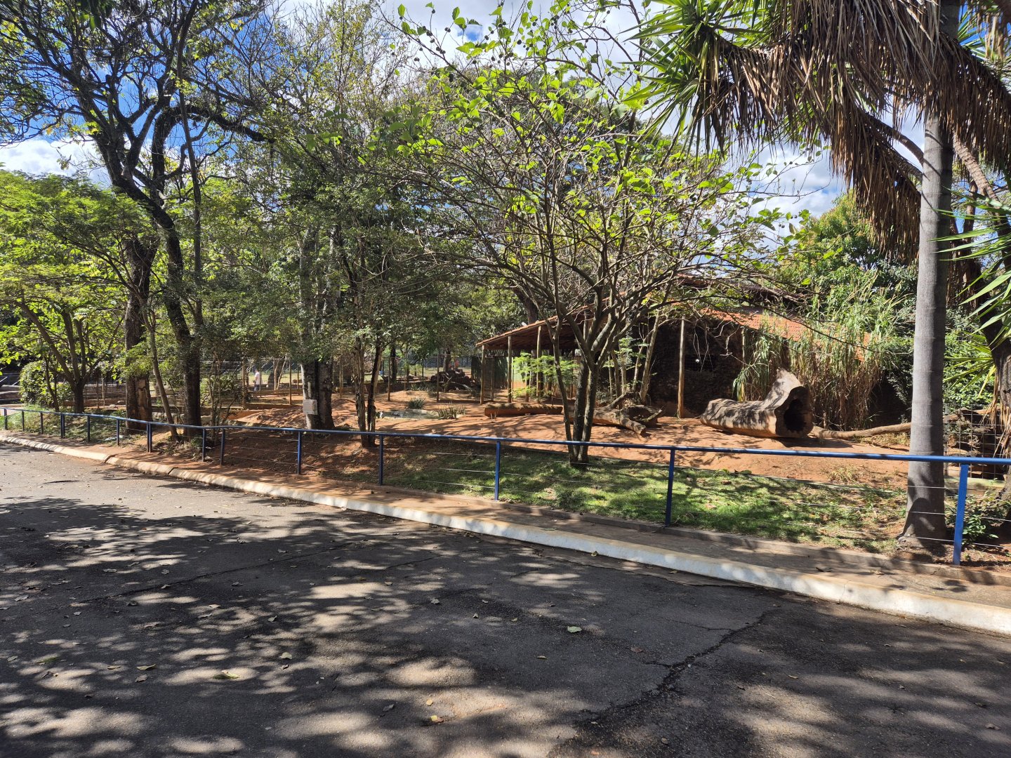 Giant Anteater/Gray Brocket Deer/Aguti mixed exhibit