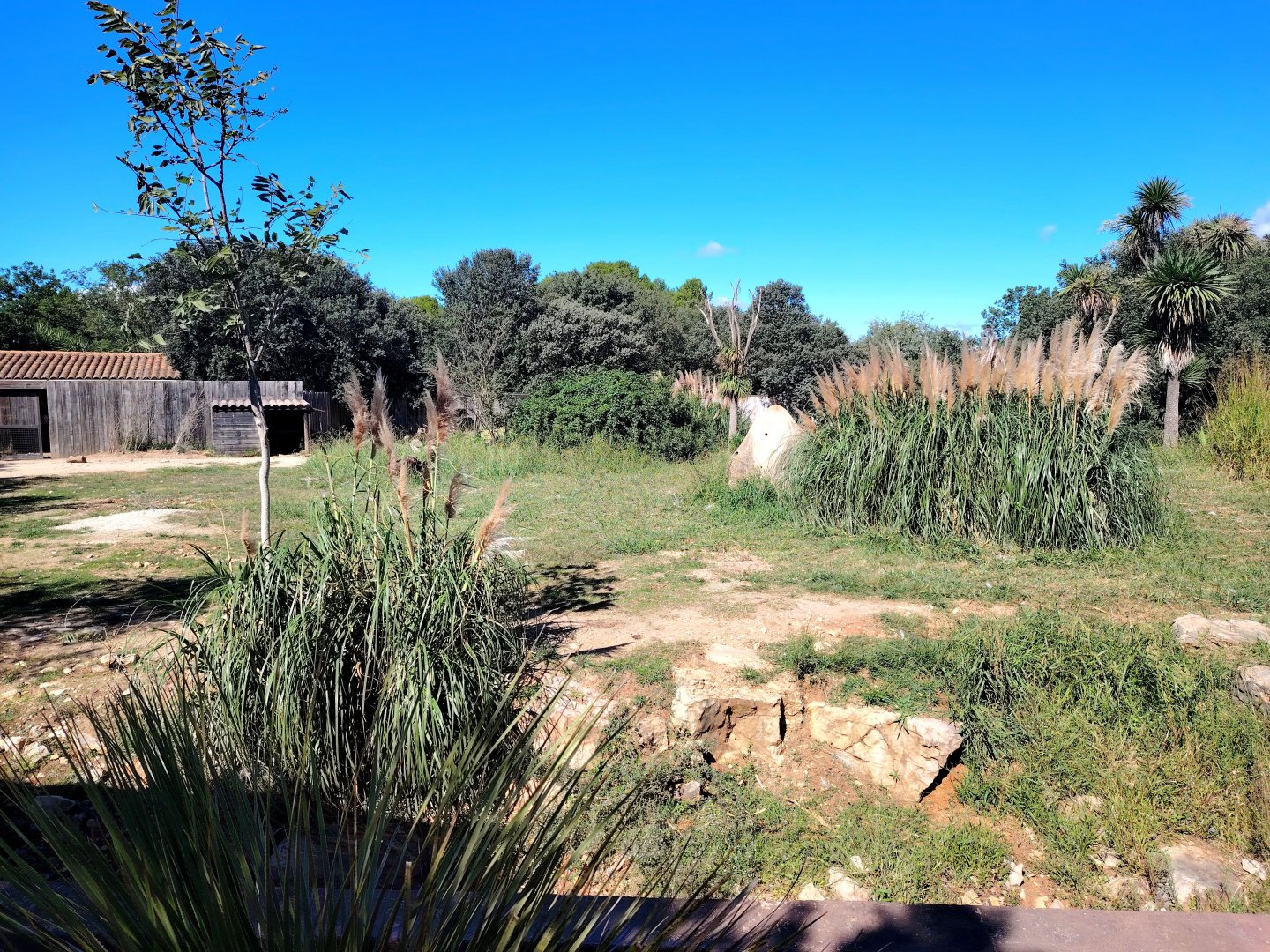 Giant Anteater & Greater Rhea