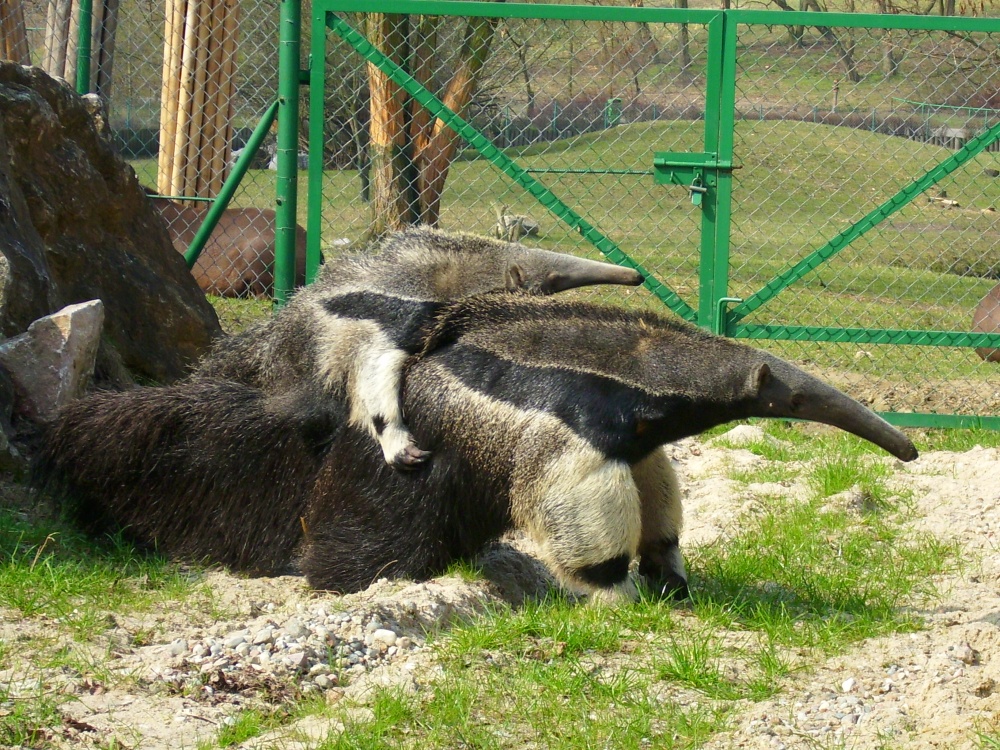 Giant anteater Guapa with its child