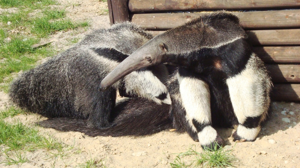 Giant anteater Guapa with its child
