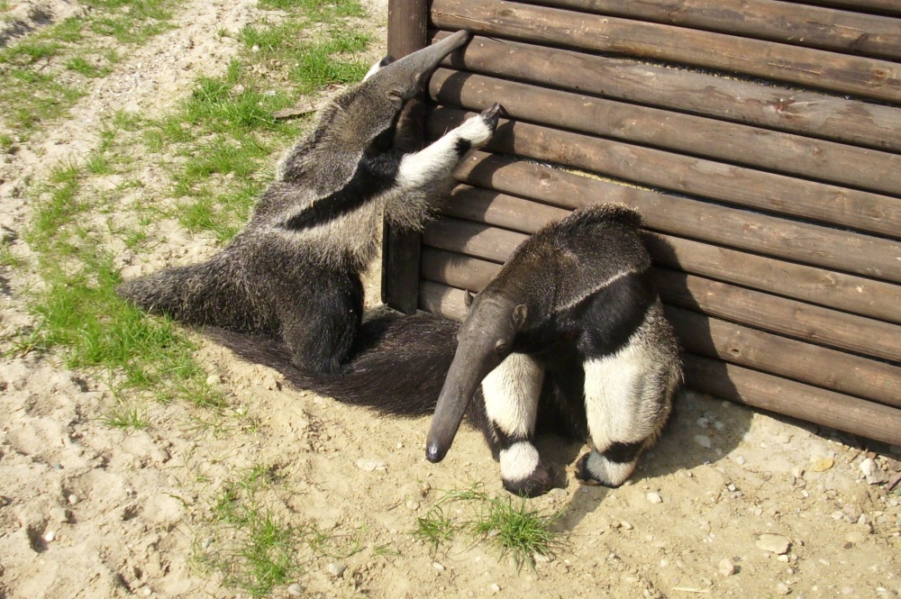 Giant anteater Guapa with its child