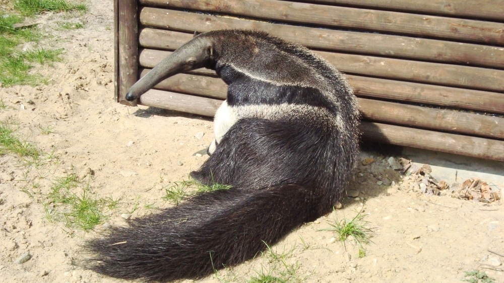 Giant anteater Guapa