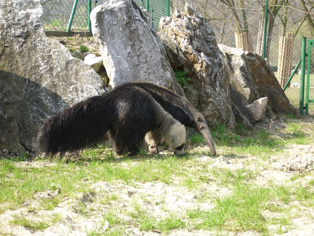 Giant anteater Guapa