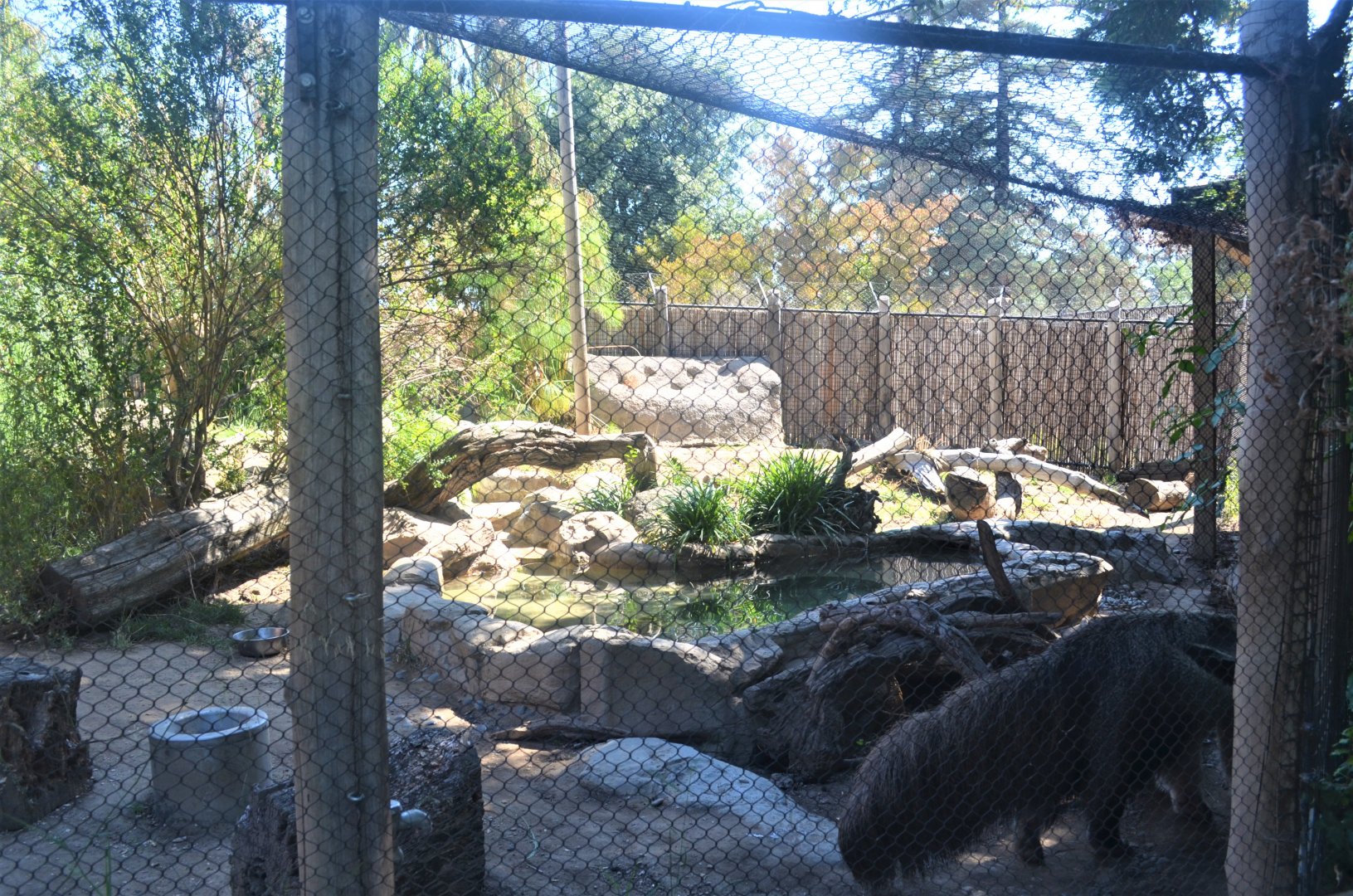 Giant Anteater Habitat