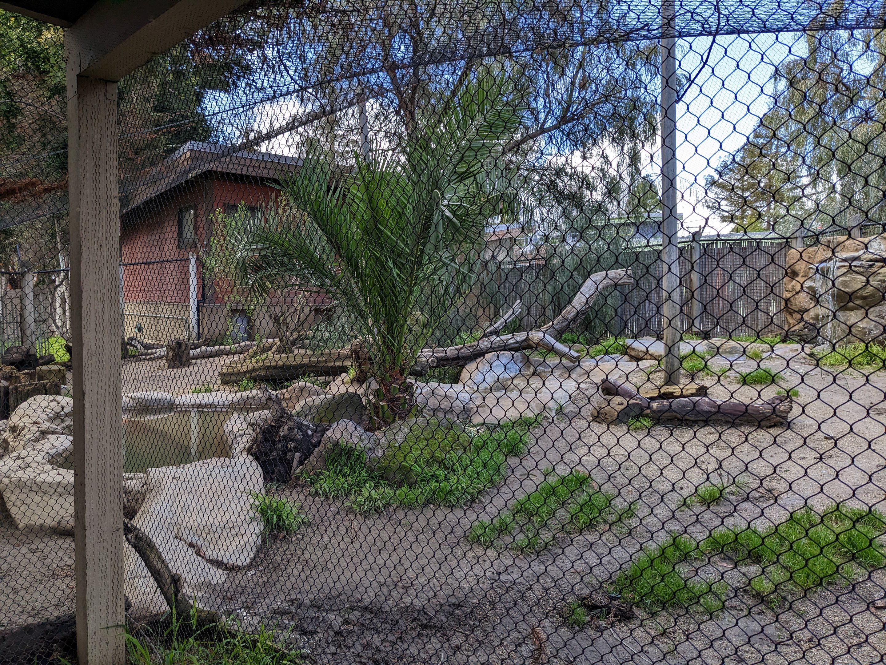 Giant anteater habitat