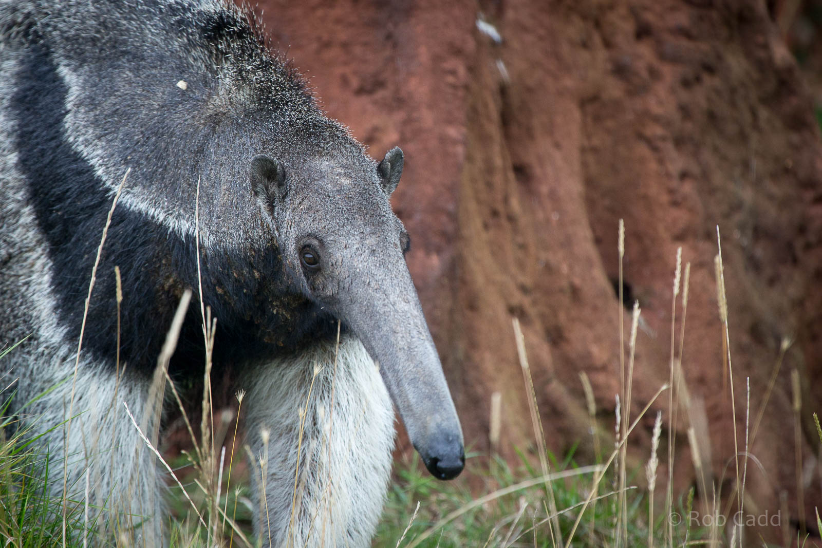 Giant anteater : Hamerton : 05 Sep 2014