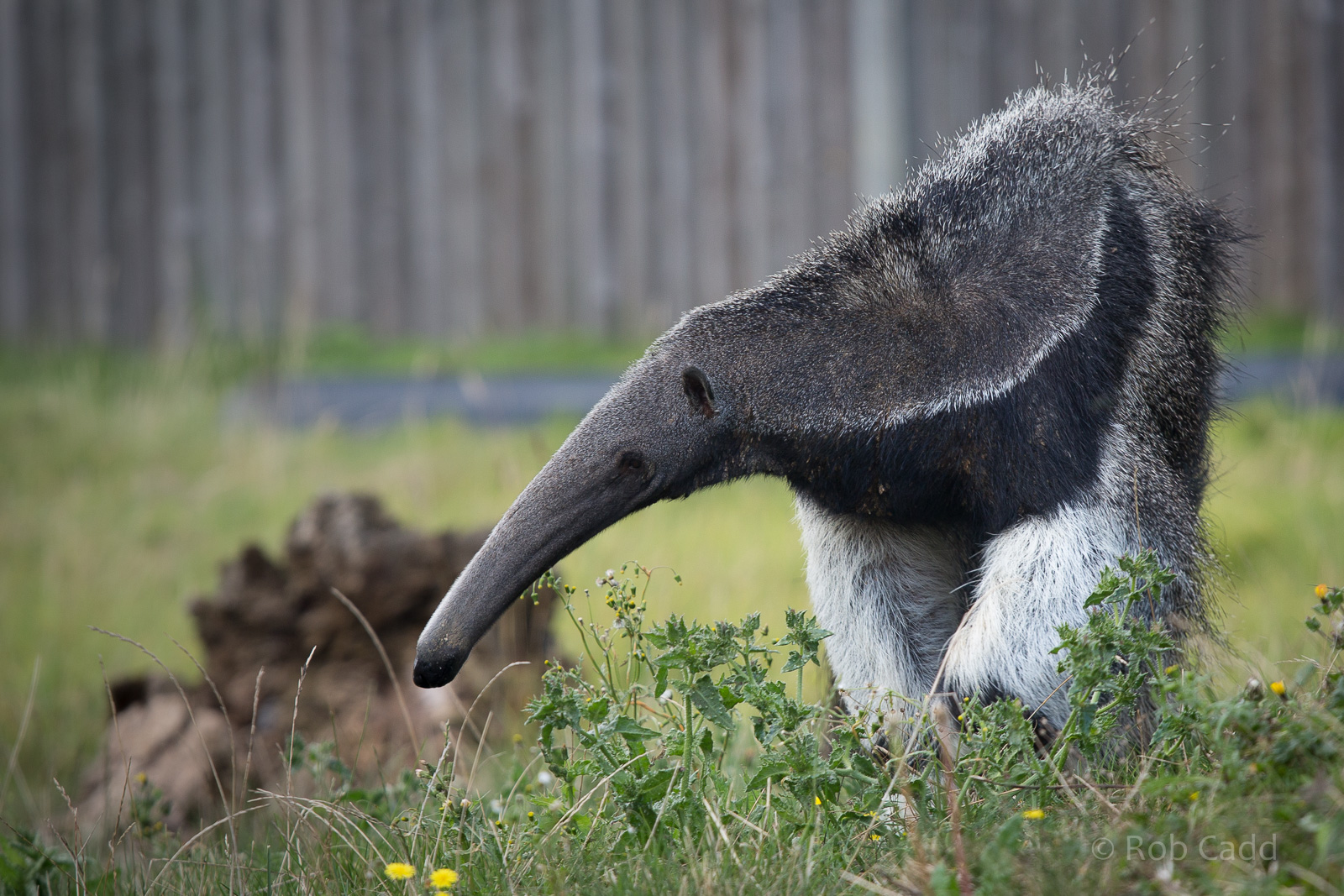 Giant anteater : Hamerton : 31 Aug 2014