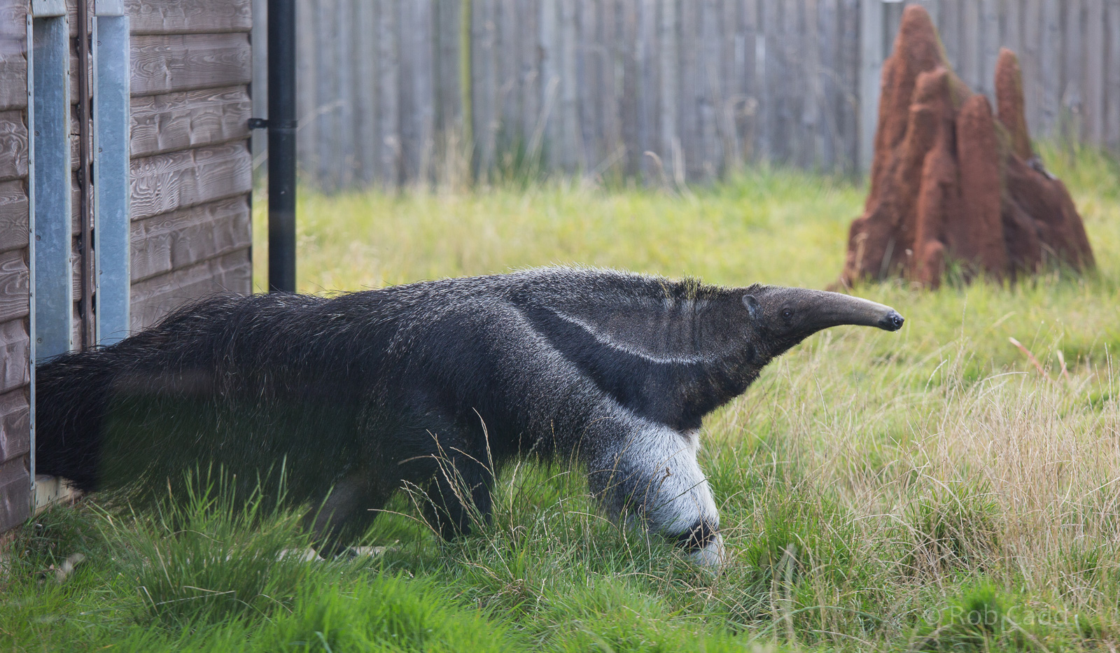 Giant anteater : Hamerton : 31 Aug 2014