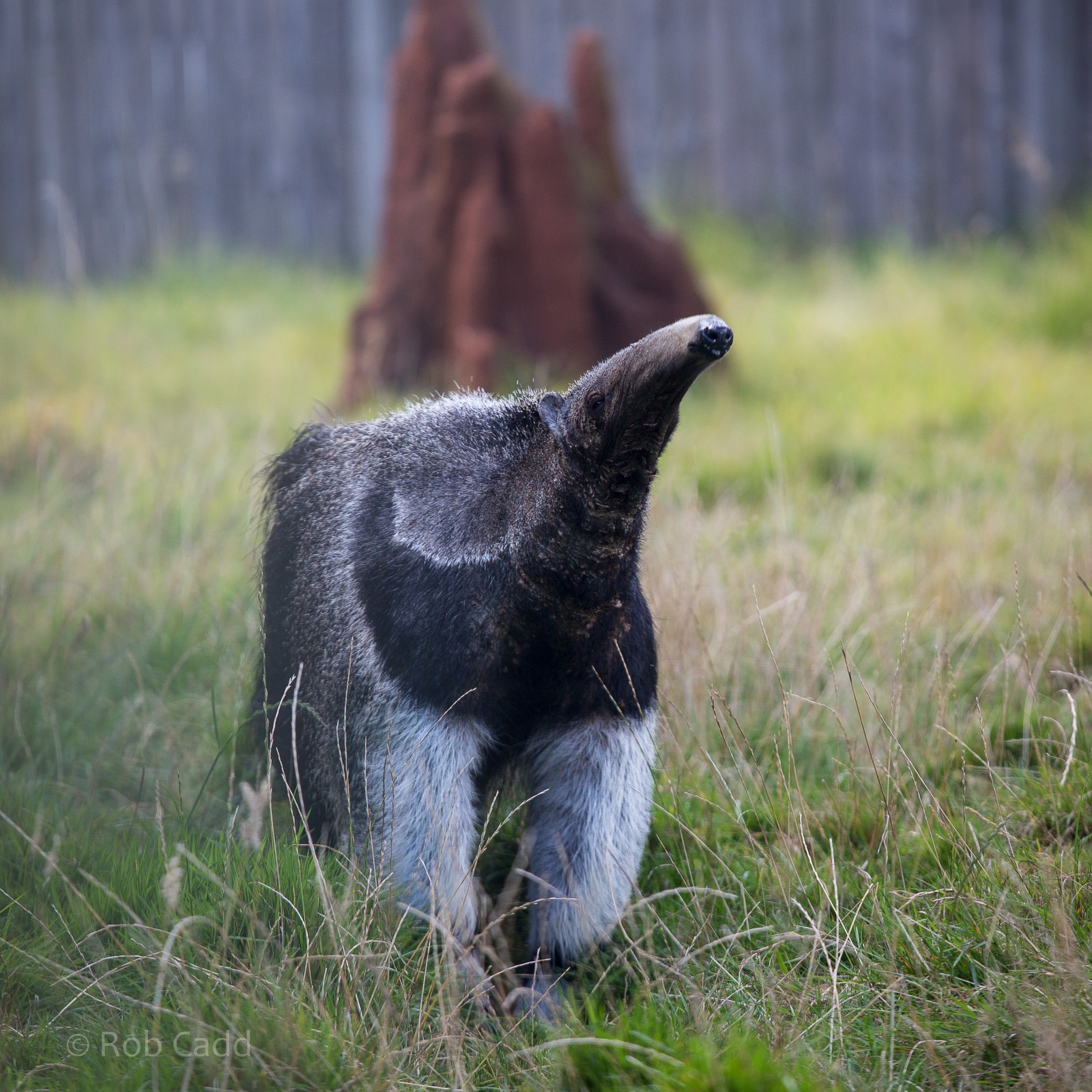 Giant anteater : Hamerton : 31 Aug 2014