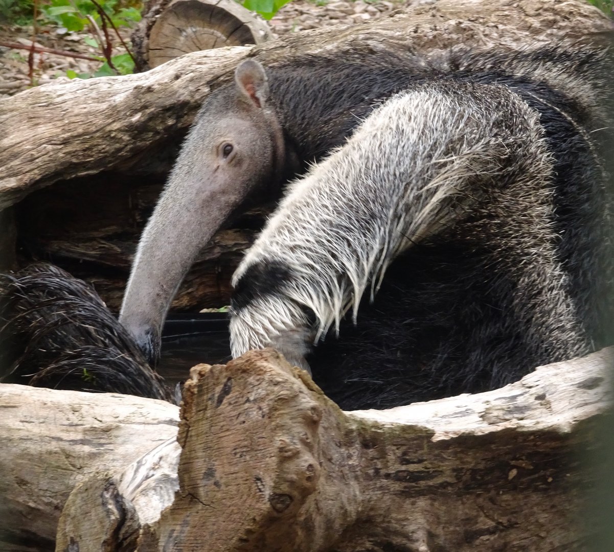 Giant Anteater having a bath 16 August 2025