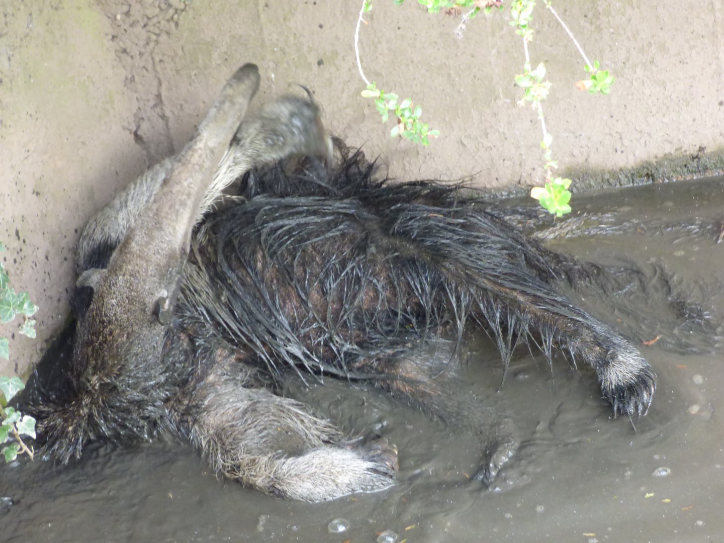 Giant Anteater having a mud bath