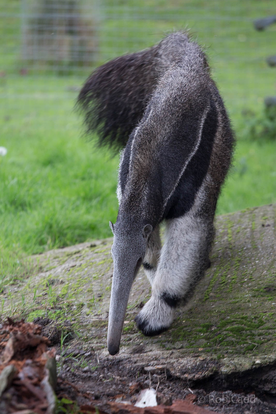 Giant anteater : Howletts : 16 Oct 2014