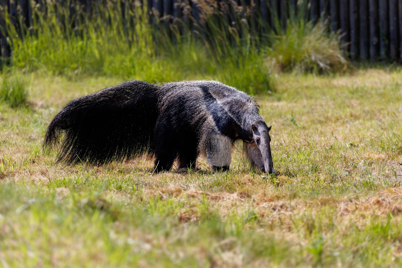 Giant Anteater (Hula) / 7-6-22 / Hamerton