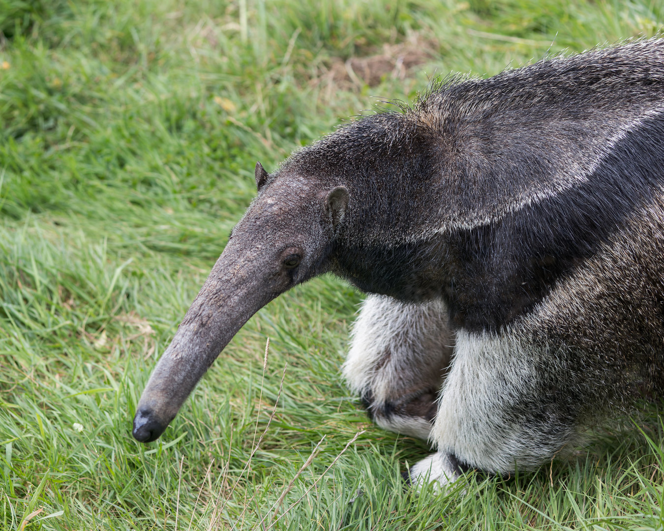 Giant Anteater (Hula) / Hamerton / 13-9-23