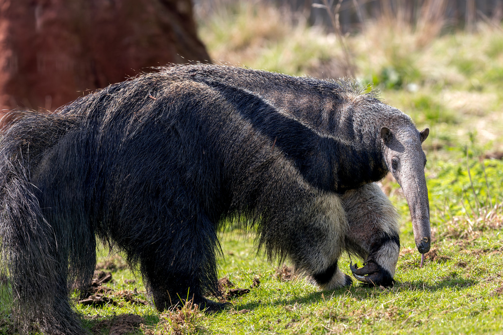 Giant Anteater (Hula) / Hamerton / 3-5-23