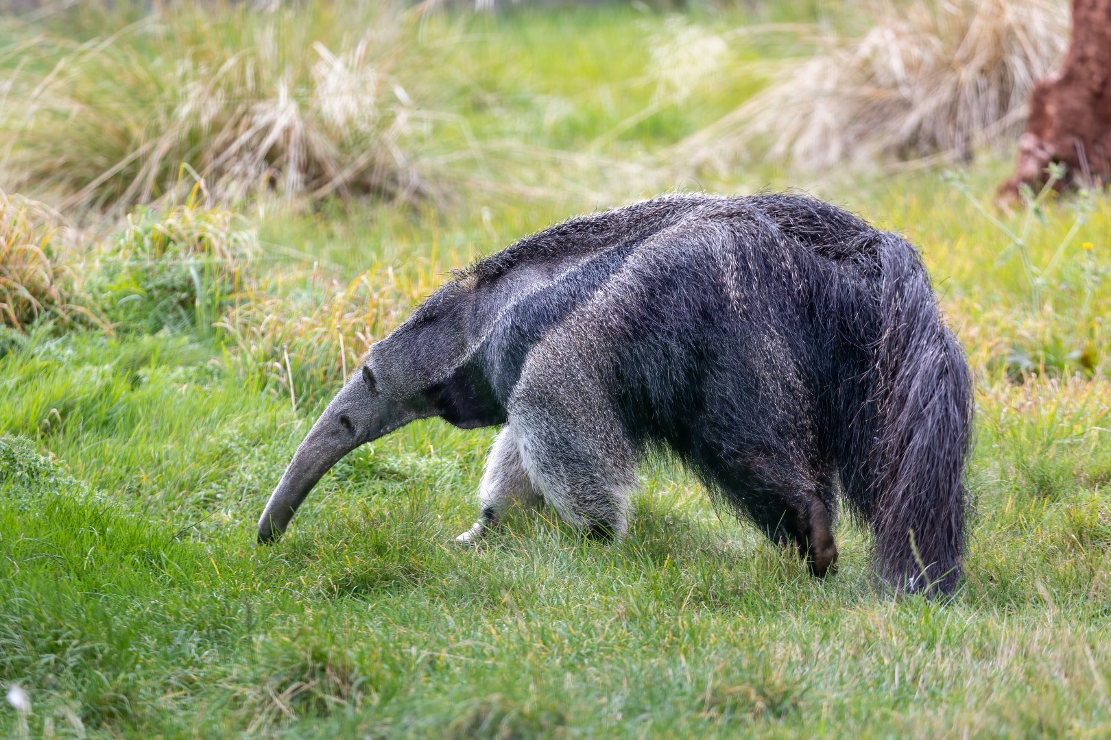 Giant Anteater - Hula / Hamerton / 7-10-21