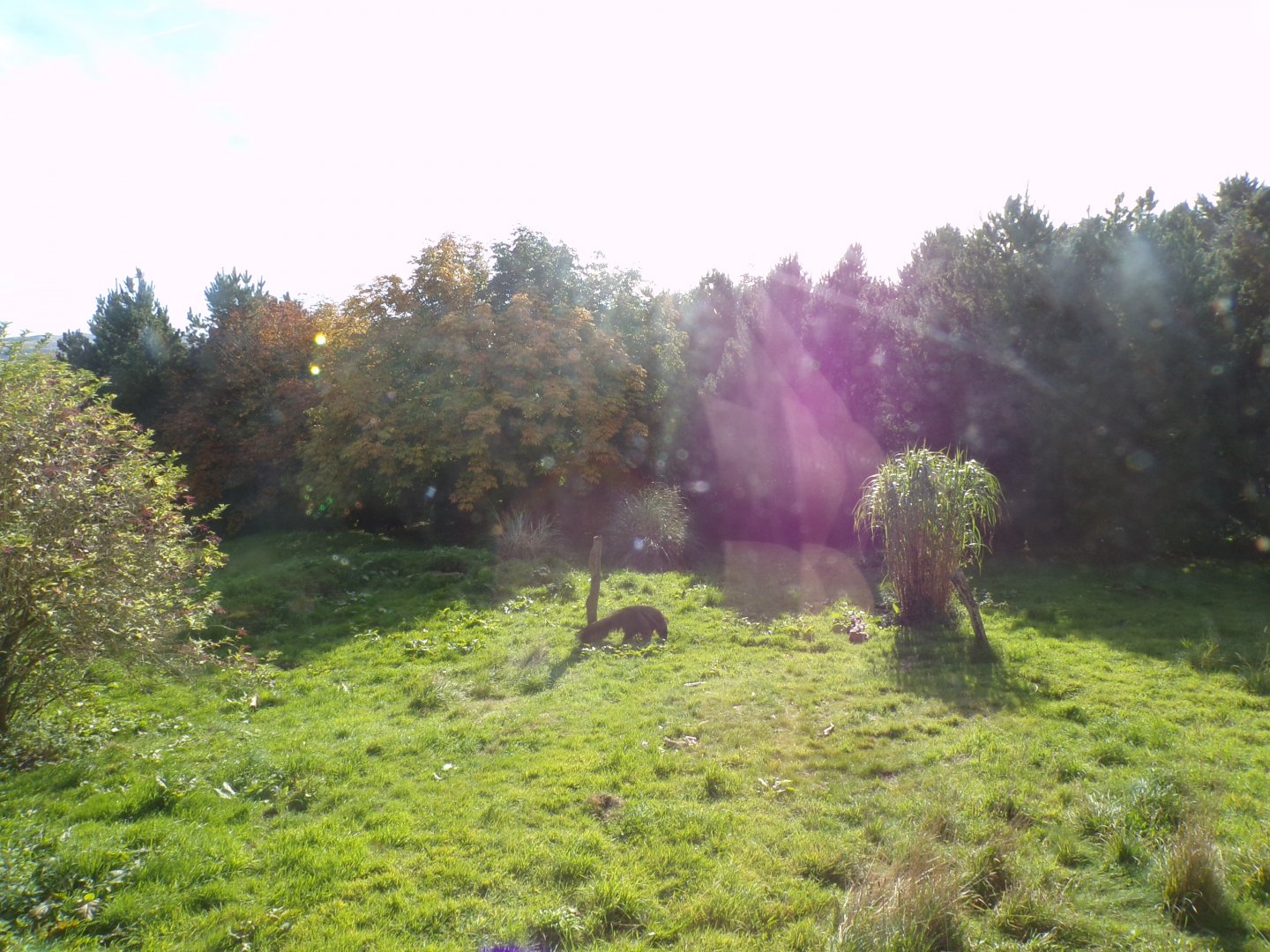 Giant anteater in enclosure 16.9.24