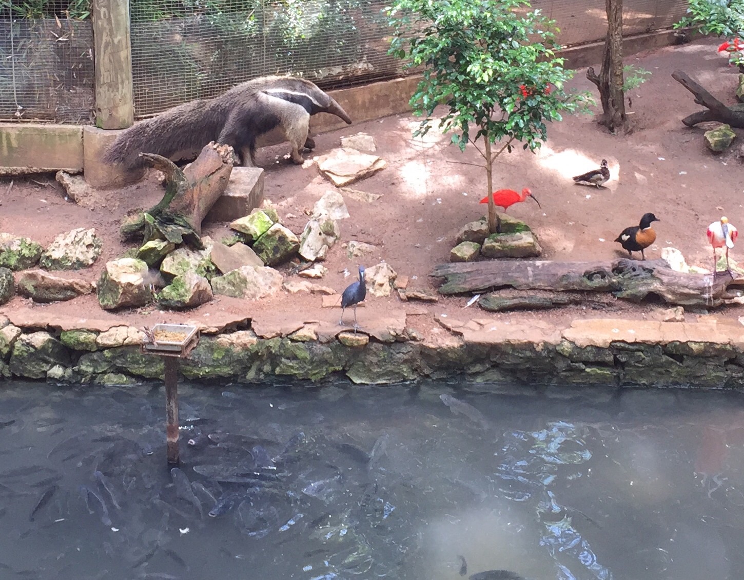 Giant Anteater in South American Aviary