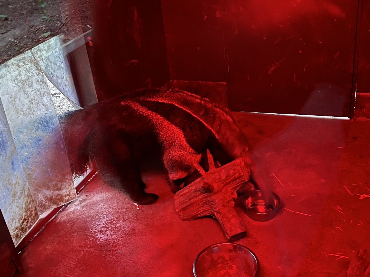 Giant anteater in the evening 22.7.23