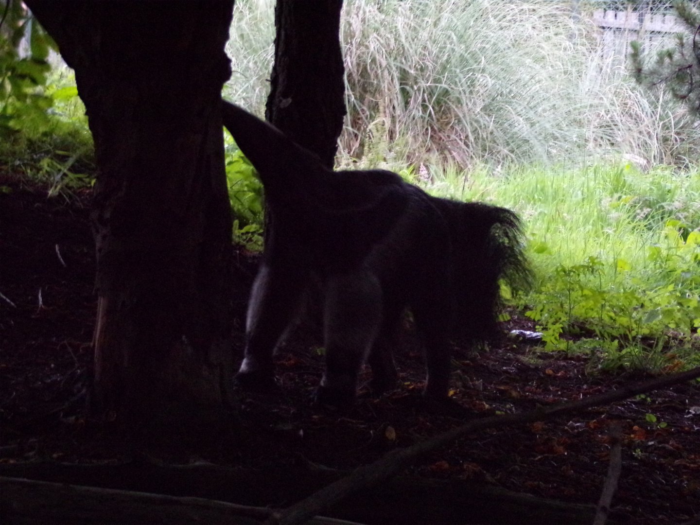 Giant anteater in the evening 22.7.23