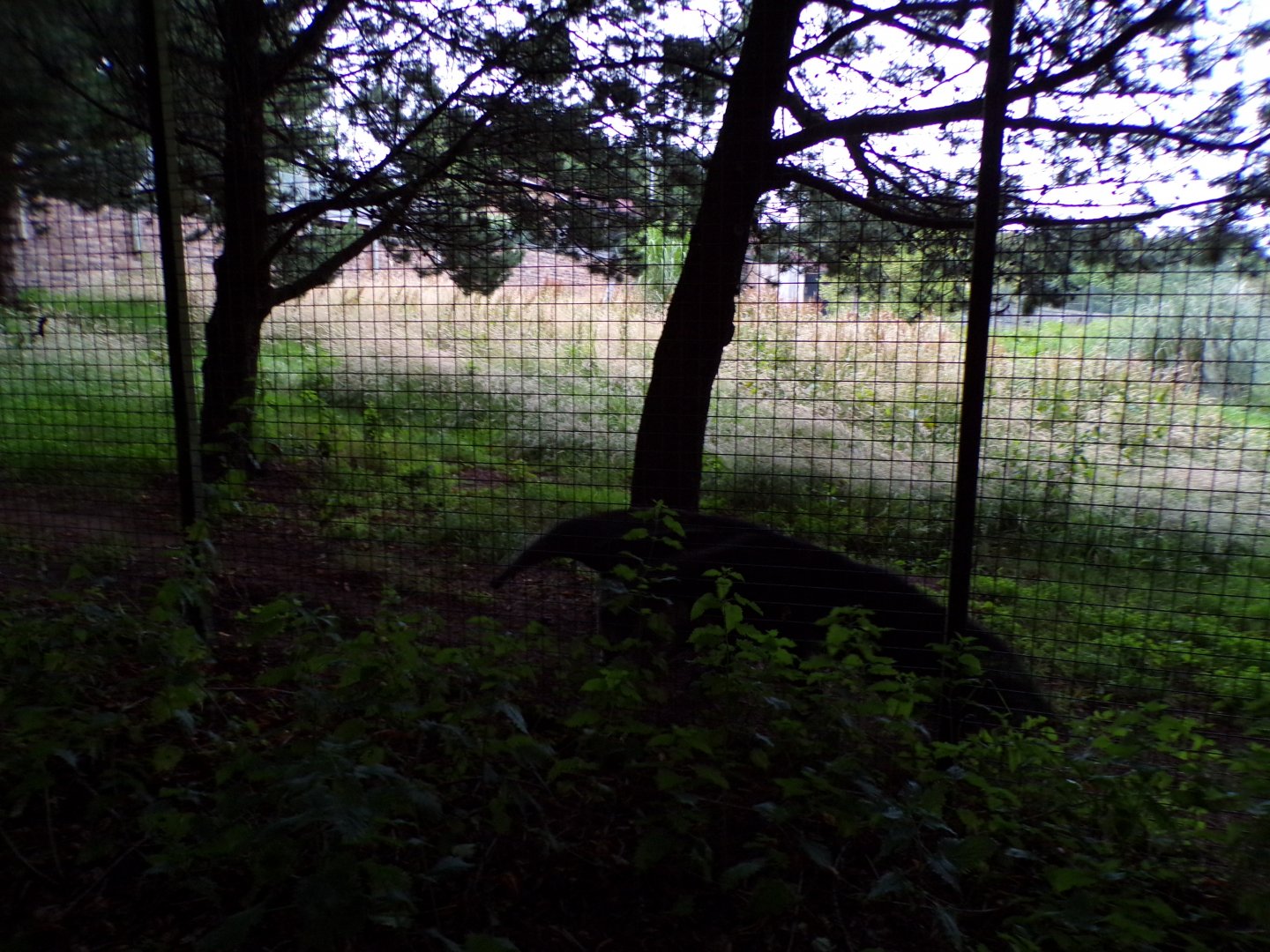 Giant anteater in the evening 22.7.23