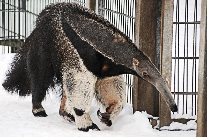Giant anteater in the snow at Dortmund