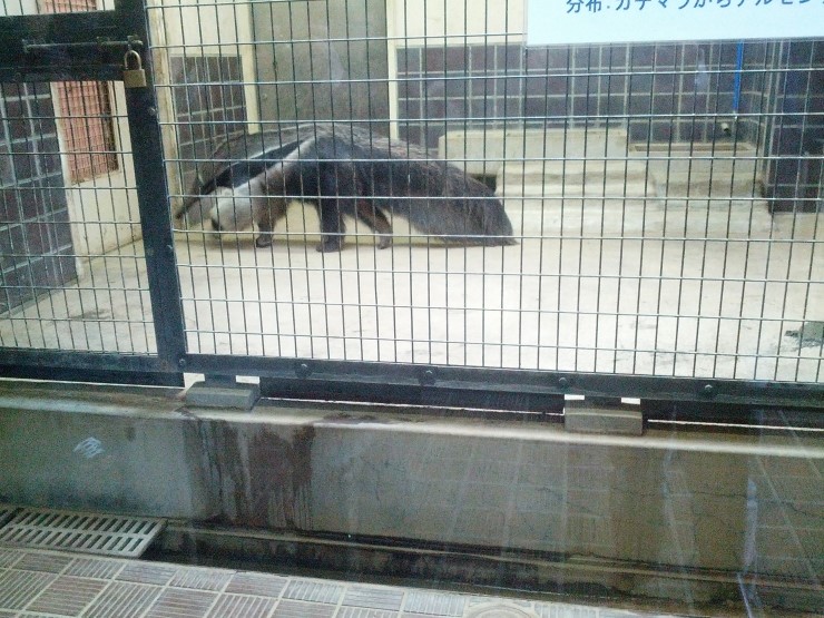 Giant anteater in Ueno zoo
