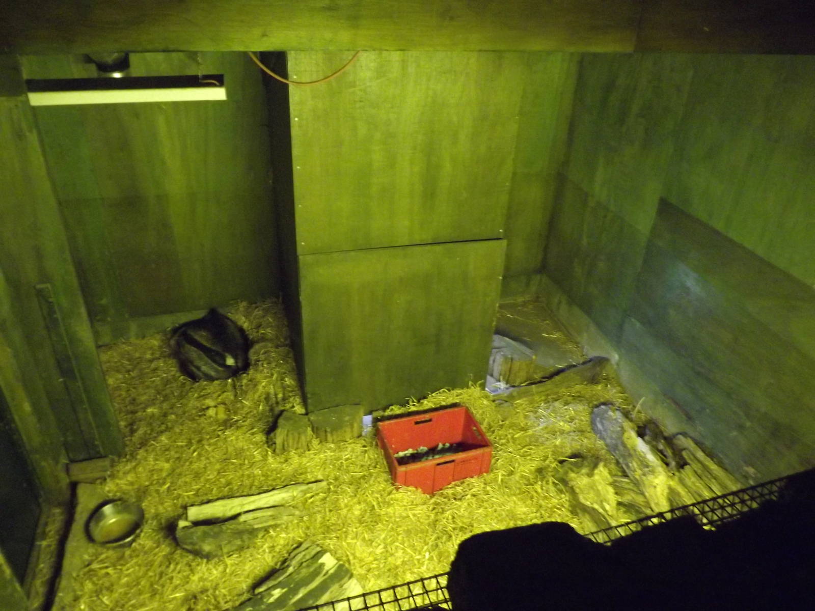 Giant anteater indoor enclosure at Edinburgh Zoo 28/12/11