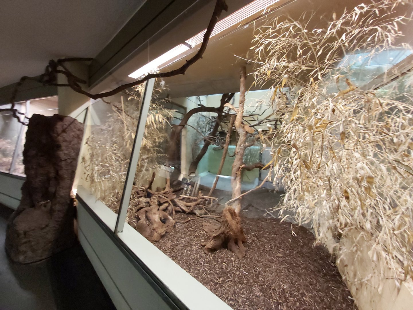 Giant anteater indoor enclosure - Exotarium