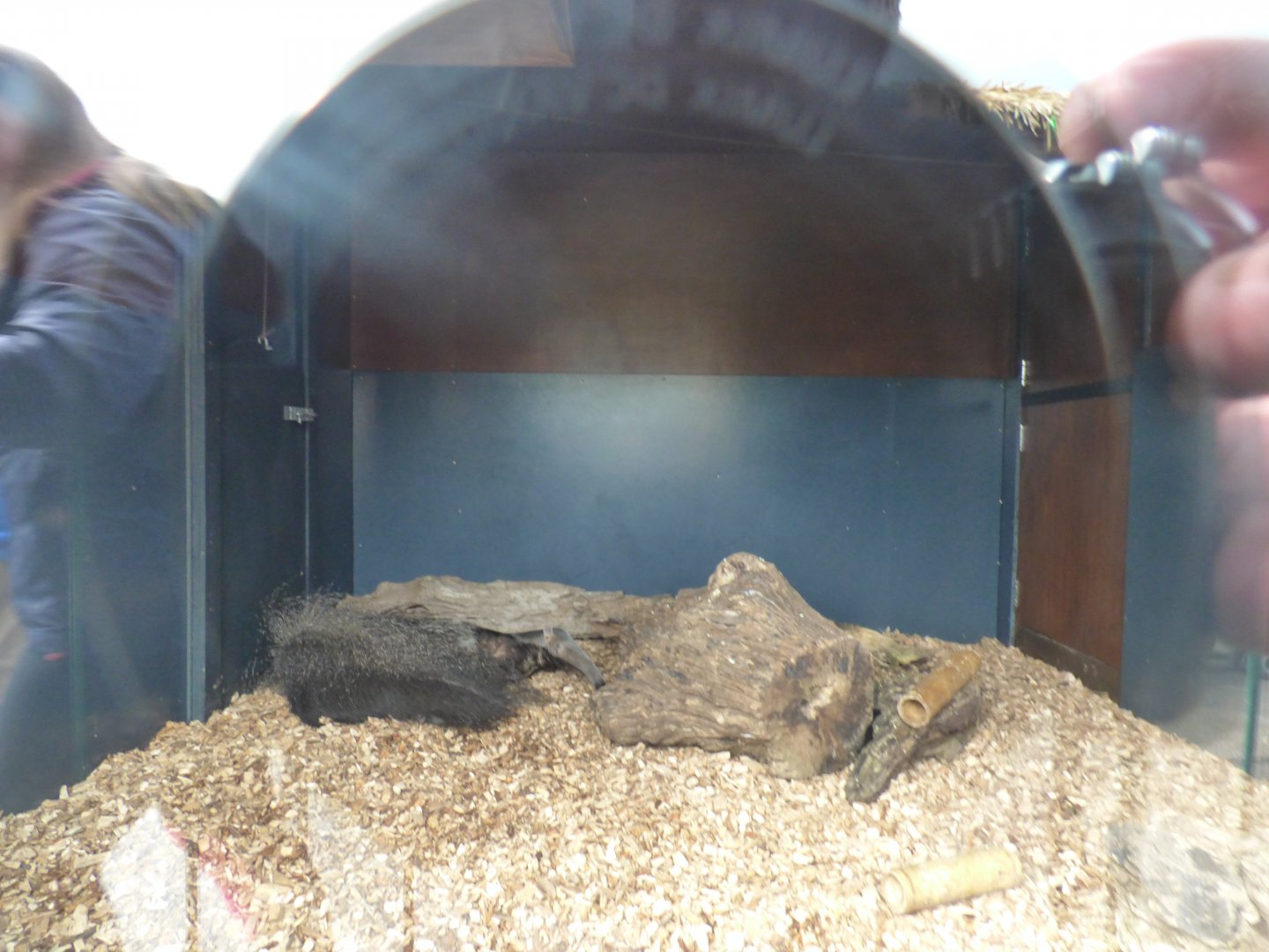 Giant Anteater Indoor Enclosure