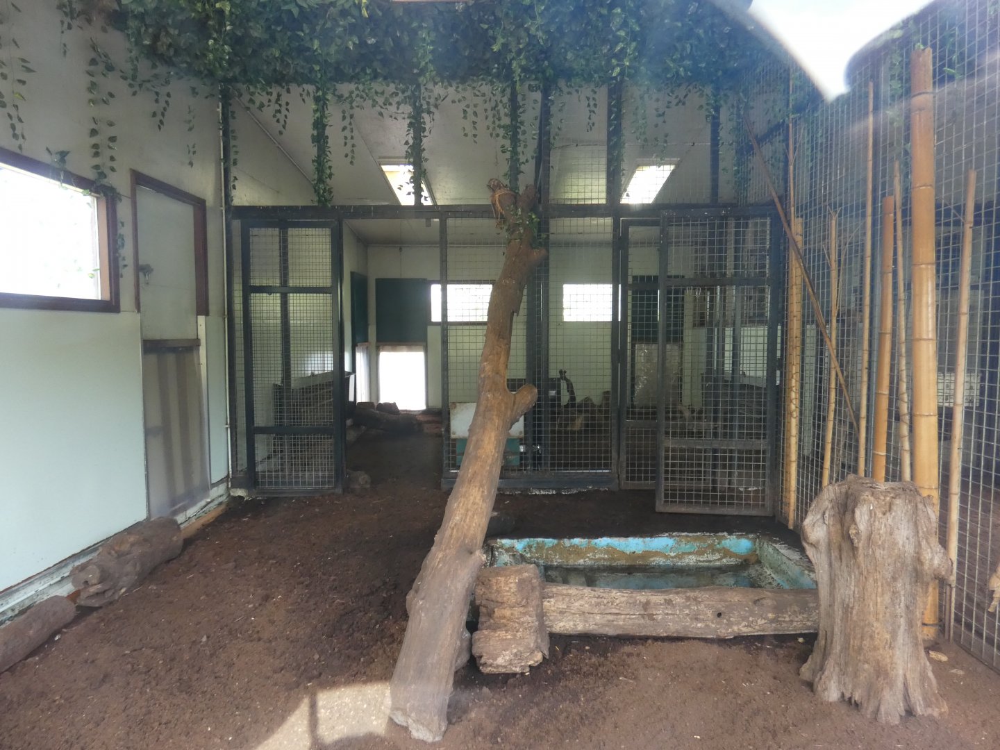 Giant Anteater indoor enclosure