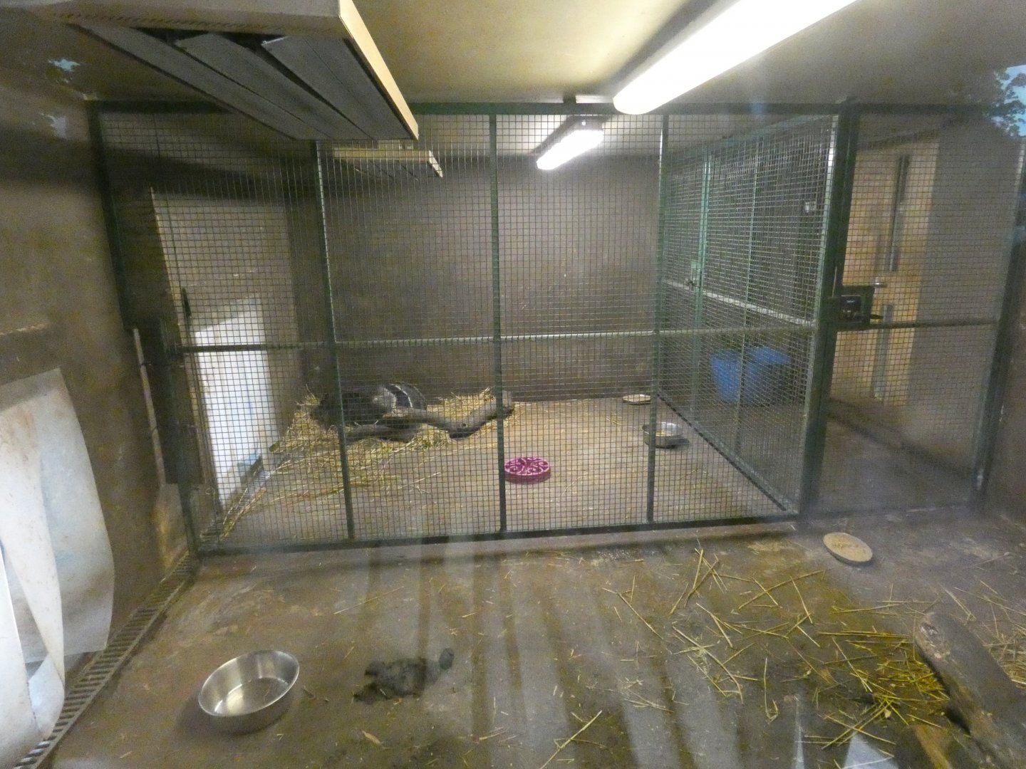 Giant Anteater indoor enclosure
