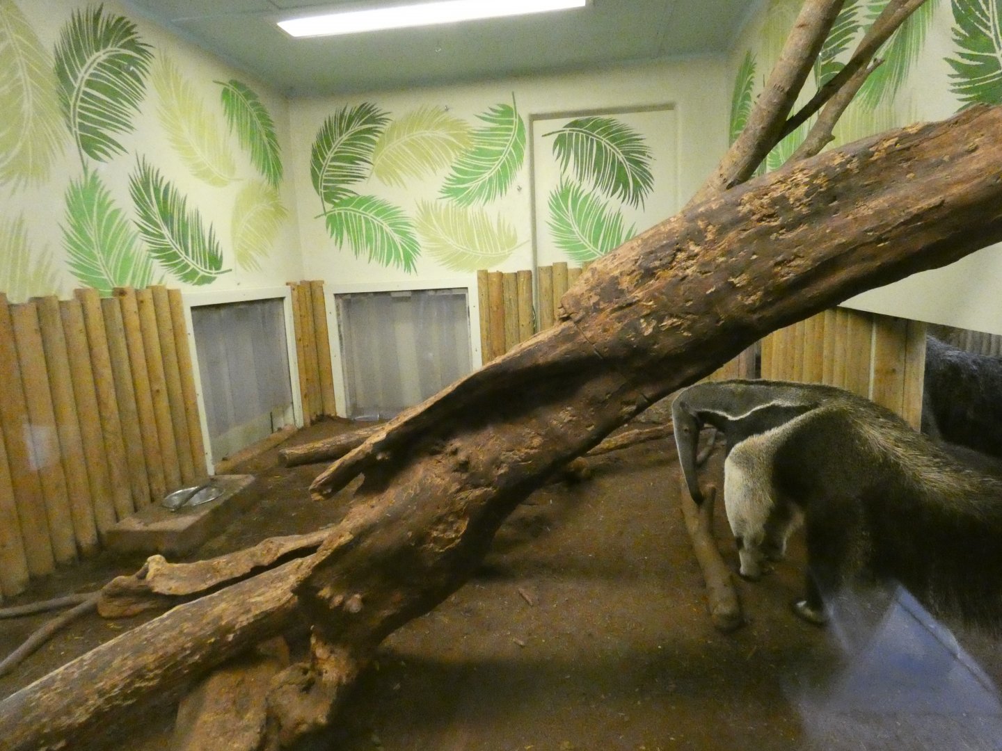 Giant anteater indoor enclosure